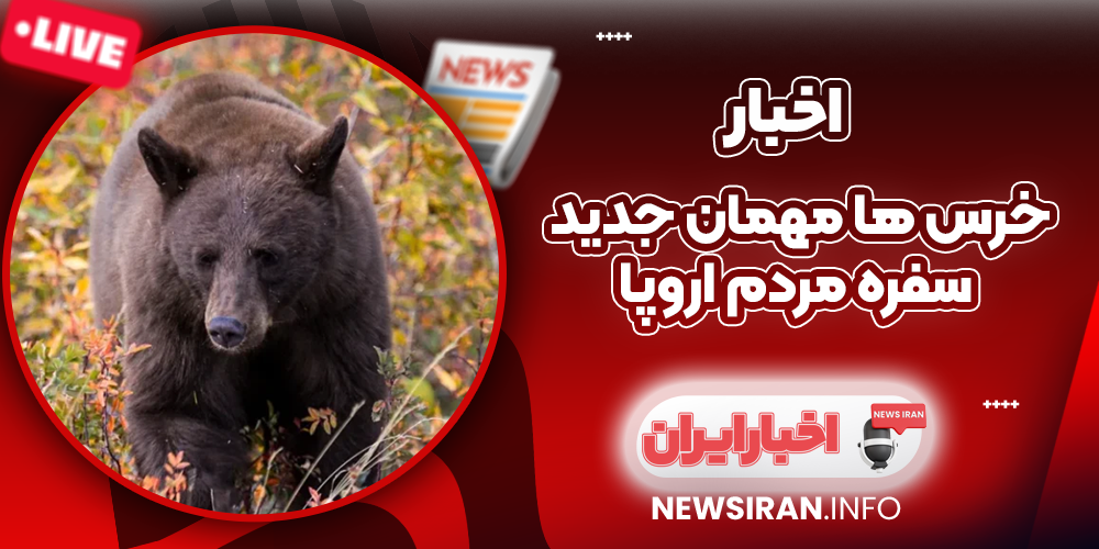 خرس‌ ها مهمان جدید سفره مردم اروپا